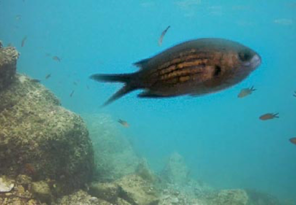 Podgora podvodni svijet